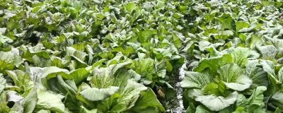 种荠菜用什么土比较好,富含有机质且透气性好的土壤为佳