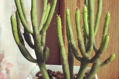 常见的荒漠植物有哪些，光棍树、仙人掌和沙柳都具代表性