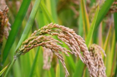 吉粳116水稻品种的特性，4月中旬播种