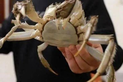 大闸蟹的产地，阳澄湖、固城湖、太湖等地方均有产出