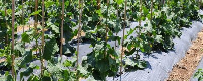 露天黄瓜的株行距，株行距一般控制在35×60cm