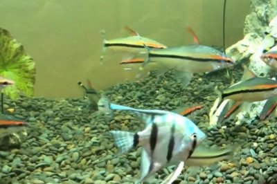 小燕鱼的养殖方法,不能在草缸里养