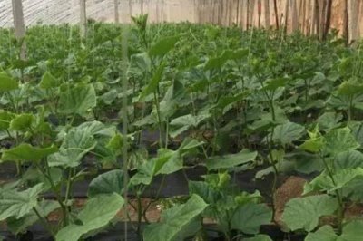 黄瓜化瓜怎么防治,喷施叶面肥可提高坐果率、避免早衰
