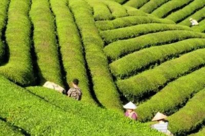 茶园茶胴枯病的原因,分生孢子器或菌丝体浸入病部导致