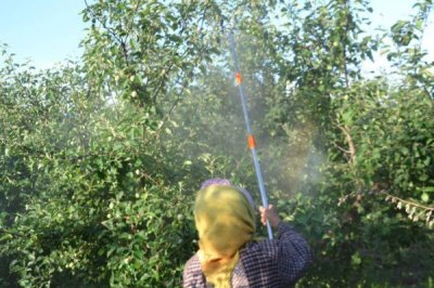 苹果为什么会出现裂纹，通常是因为患有苹果裂纹病