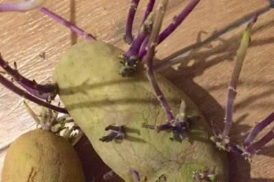 土豆发芽了还能吃吗,发芽且出现了黑斑腐烂现象便不能食用