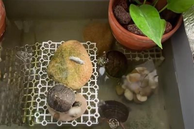 乌龟怎么喂养，要遵循以下四个原则