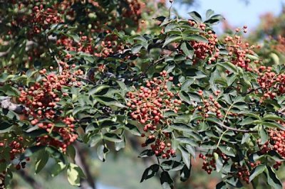 雨水多的地方可以种花椒吗，地块排水能力好也可以