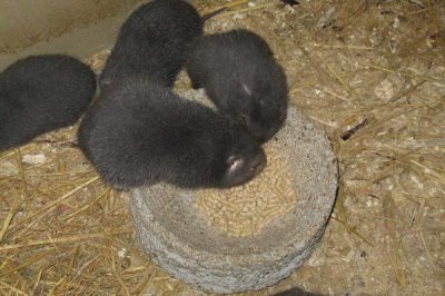 竹鼠引种到场后的注意事项，首先要注意的就是温度