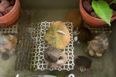 小乌龟如何养，不要让它时时刻刻泡在水里