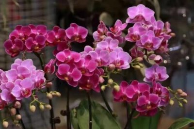 蝴蝶兰的正确浇水方法,不同季节的浇水方法不同