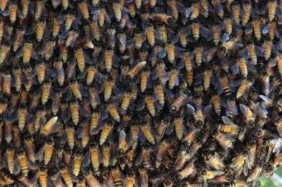 东方蜜蜂相关介绍,现处于野生、半野生或家养状态