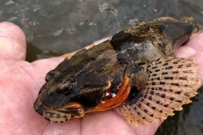 我国最贵的十大淡水鱼，前三分别为云南裂腹鱼、长江刀鱼、鳇鱼