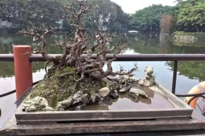 岭南盆景结顶枝法介绍，截掉顶端枝条后再按长势修剪