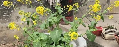 白菜会不会开花，会开出鲜黄色的花朵