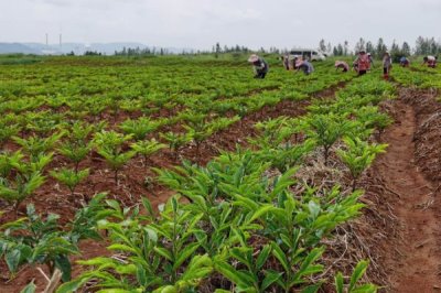 种植10亩魔芋的利润,大约为5-8万元左右