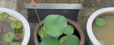 荷花种子如何种植,可以直接使用塘泥进行养护