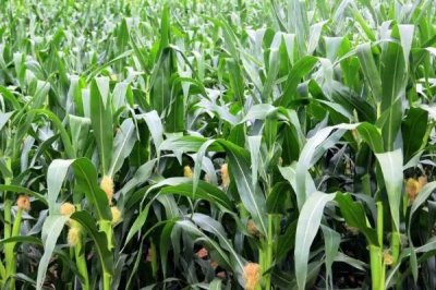 紫金玉1号玉米品种的特性,追肥每亩用尿素40千克