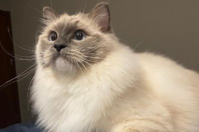 猫身上有哪些寄生虫，有体内寄生虫也有体外寄生虫