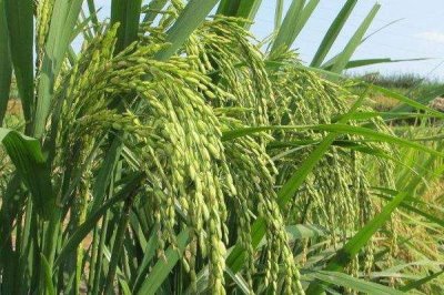 泰优1750水稻品种的特性,综合防治病虫害