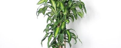 香龙血树的寓意,寓意着长寿