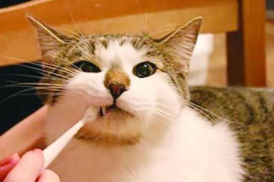 怎么给猫咪做口腔护理，一般是先用手指给它刷牙