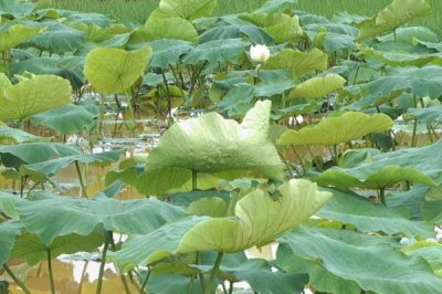 莲藕隔多长时间施一次肥料，施肥间隔通常为半个月