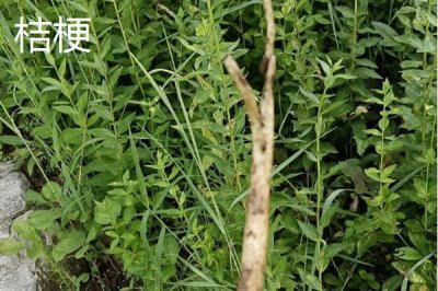 亩收益上万有哪些种植品种,推荐种植香椿、天麻等