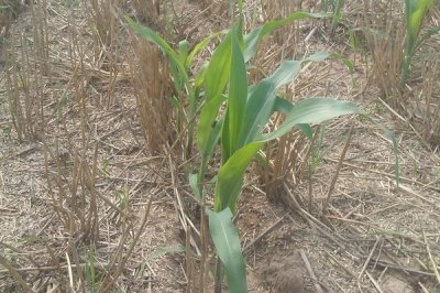 C7637玉米种简介，在当地农技部门指导下播种