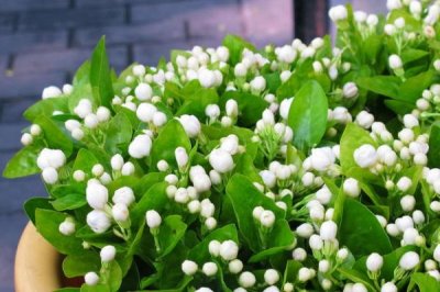 夏天茉莉花怎么养,一定要结合具体情况决定浇水量