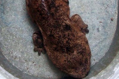 娃娃鱼对水质的要求,一般都采用的是泉水