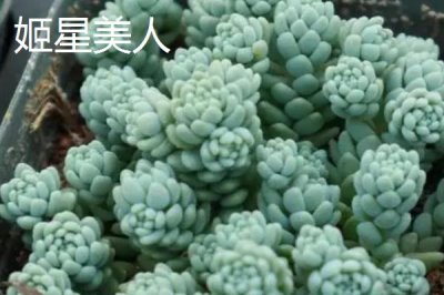 哪些多肉植物比较容易养,可选择姬胧月、虹之玉、冬美人等品种