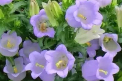 风铃草简介，花朵钟状似风铃