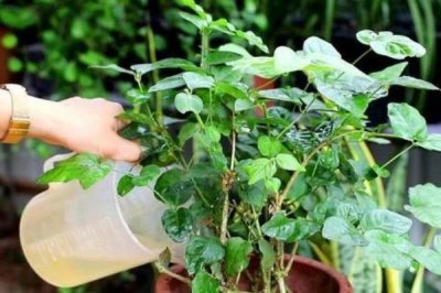怎么养殖茉莉花，生长期间每天浇水2次