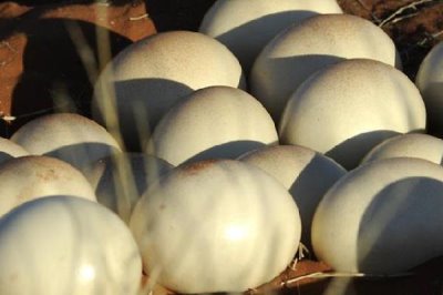 鸵鸟蛋的孵化时长,通常是40-42天