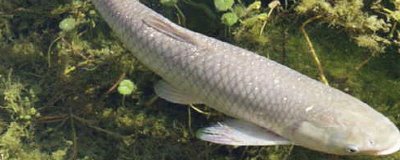 草鱼的钓法,用海竿最好