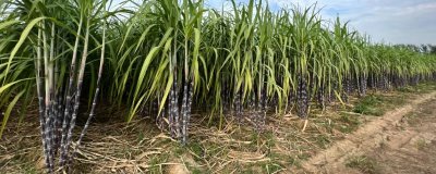 甘蔗怎么种植，甘蔗尾苗做种为佳