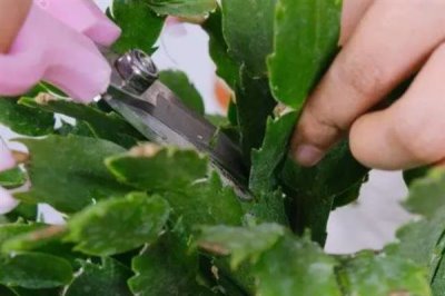 蟹爪兰的打顶方式，夏季过后进行打顶