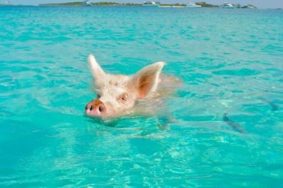 牛羊猪会游泳吗,都天生具有游泳的本领