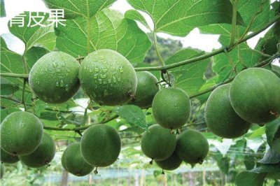 罗汉果的种植前景,加工品在市场上供不应求前景可观