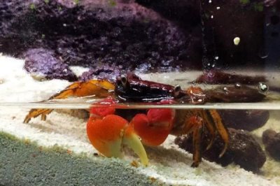 如何饲养小溪里抓的螃蟹,每隔4-5天换一次水