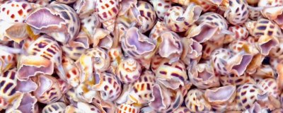 花螺的养殖方法,适宜的水温是23-30℃