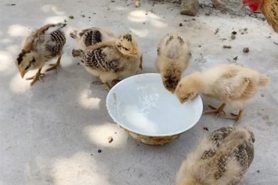 用醋喂鸡的间隔,每隔10天左右喂一次