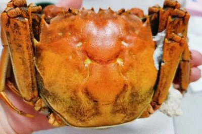 如何挑选蟹黄多的母蟹,鲜活、体重、肚脐饱满的母蟹品质更好
