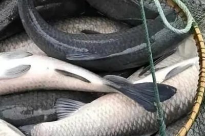 为什么青鱼比草鱼贵,青鱼养殖周期长且数量少