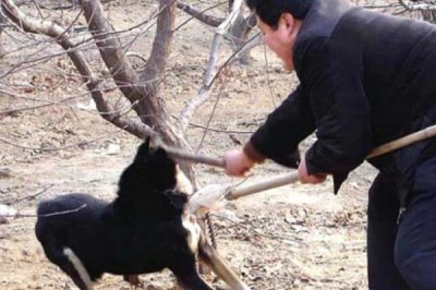 狗狗爱咬东西有哪些原因,可能处在磨牙期