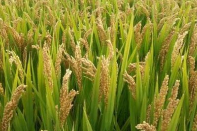 合红占2号水稻种子特点,晚造全生育期112~114天