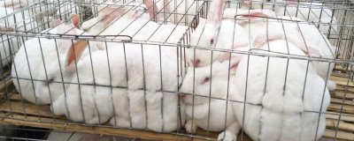 如何诊断和治疗兔子脑囊炎，通常通过血清学检查来诊断