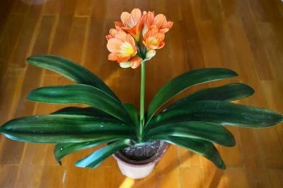 君子兰开双枝花的寓意，寓意幸福美满、富贵吉祥等