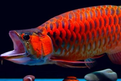 龙鱼的饲养温度,温度控制在26-32℃之间为佳